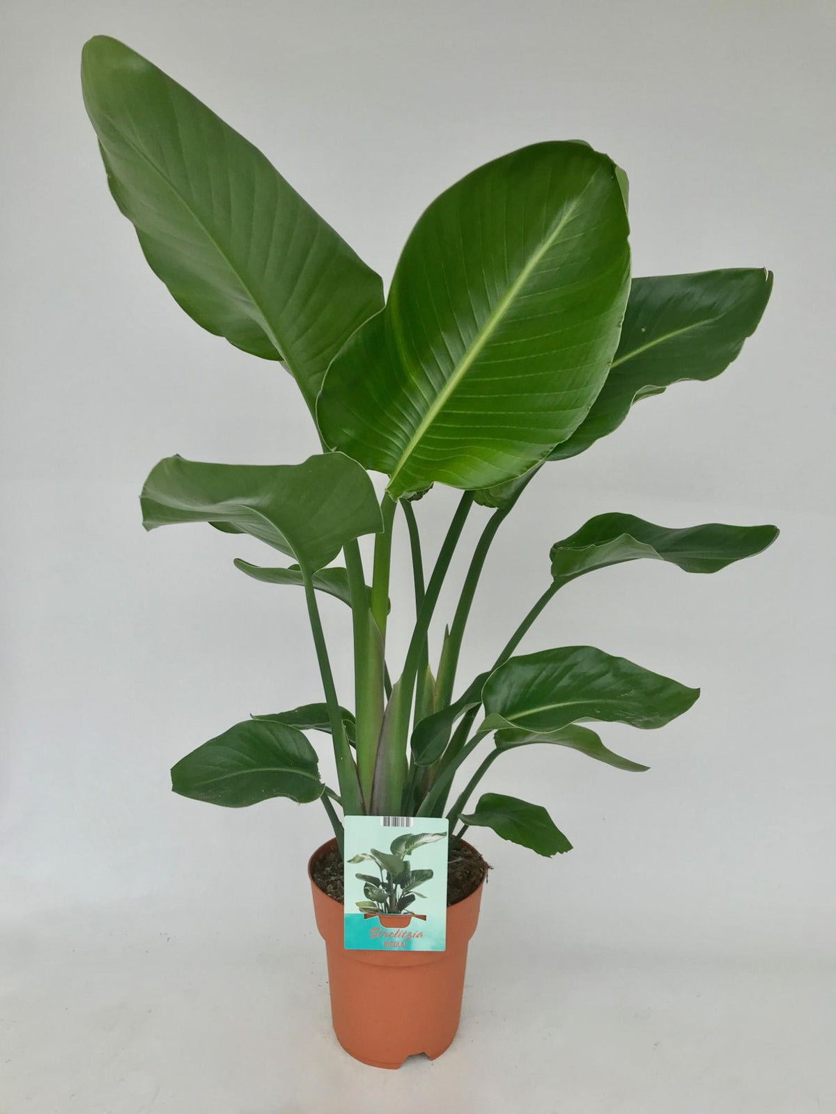 Productfoto van Strelitzia Nicolai