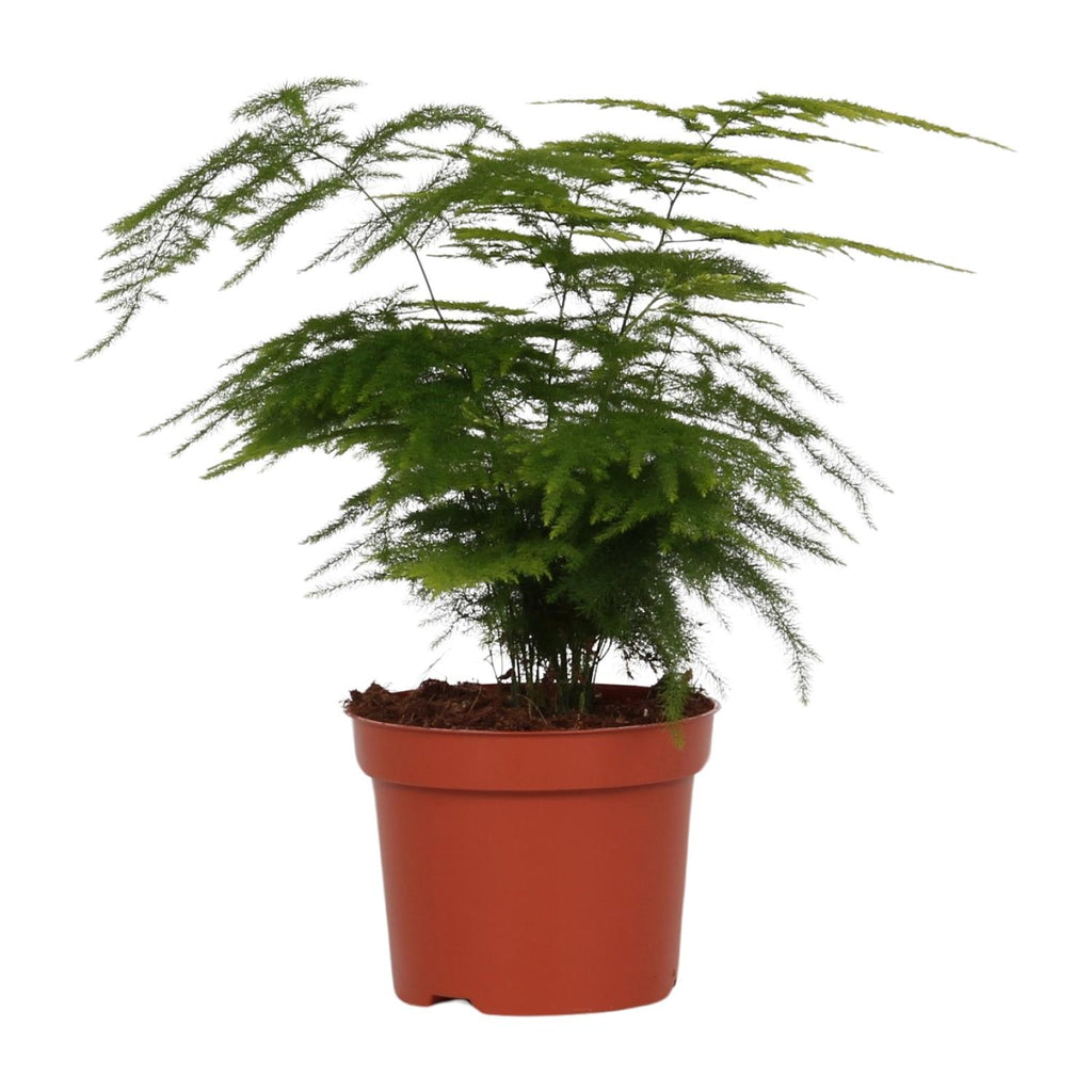 Productfoto van Aspergevaren Asparagus setaceus, veerachtig blad, 35 cm hoog