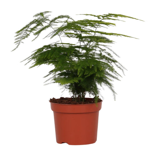 Productfoto van Aspergevaren Asparagus setaceus, veerachtig blad, 35 cm hoog