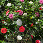 Camelia japonica Tricolour, kenmerkend blad