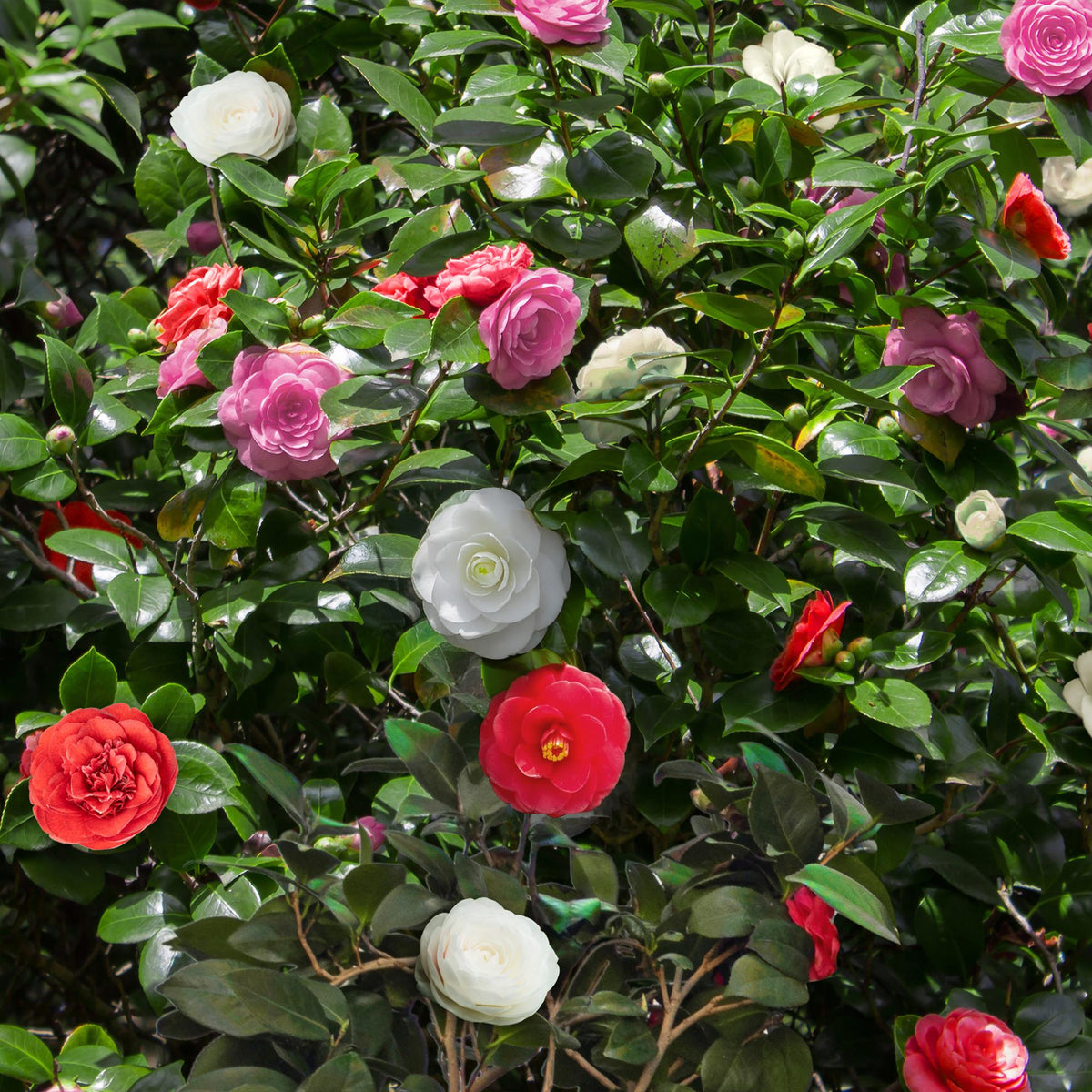 Camelia japonica Tricolour, kenmerkend blad