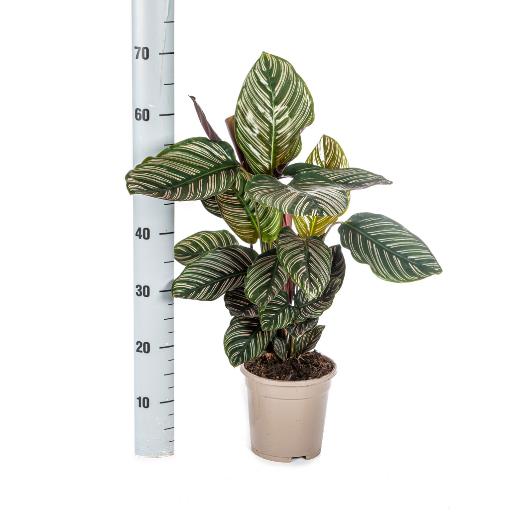 Calathea Ornata Sanderiana, detail van het blad