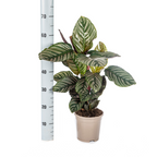 Calathea Ornata Sanderiana, detail van het blad