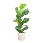 Ficus Lyrata met witte pot, detail van het blad