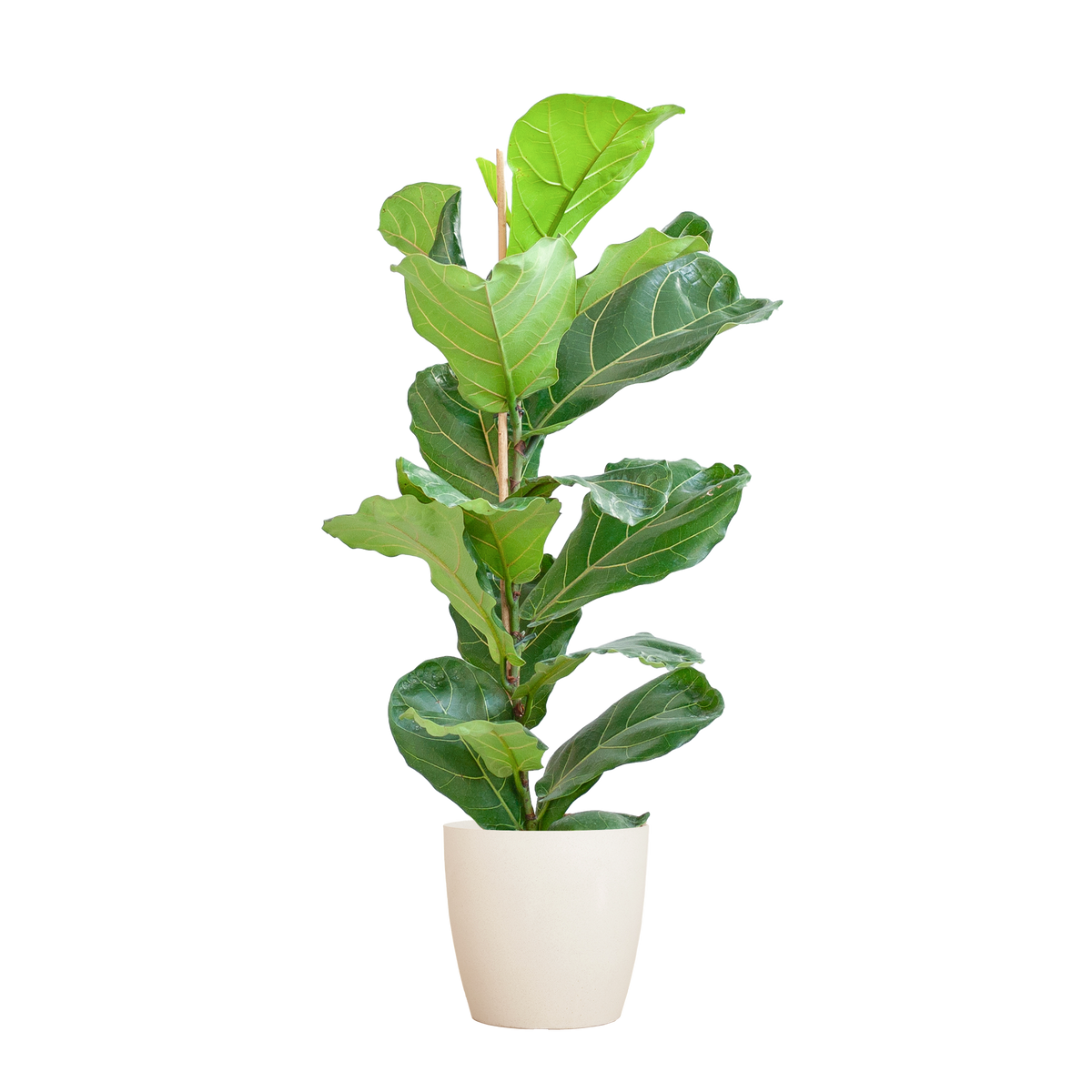Ficus Lyrata met witte pot, detail van het blad