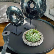 ROOTLESS Succulent Echeveria Pulidonis in schaal &