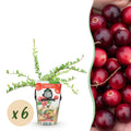 Blauwe Bes - Vaccinium macrophylla Early Black, detail van het blad