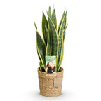 Sansevieria Laurentii met mand, kenmerkend blad