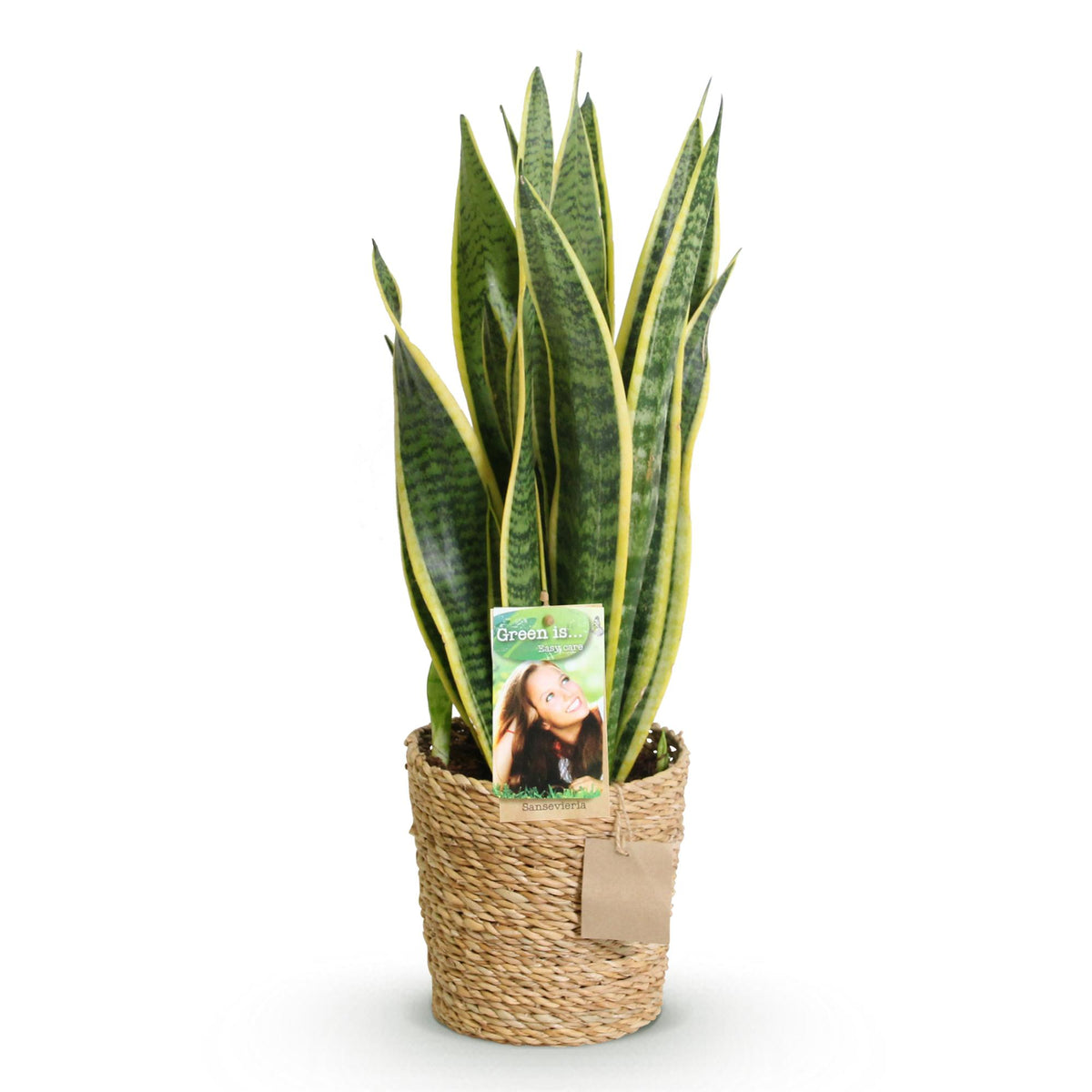 Sansevieria Laurentii met mand, kenmerkend blad