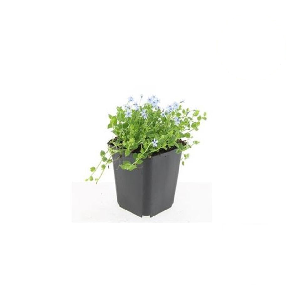 Isotoma fluviatilis 'Alba', groeiwijze van de plant