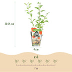 Goijbes Lycium barbarum, groene bladeren