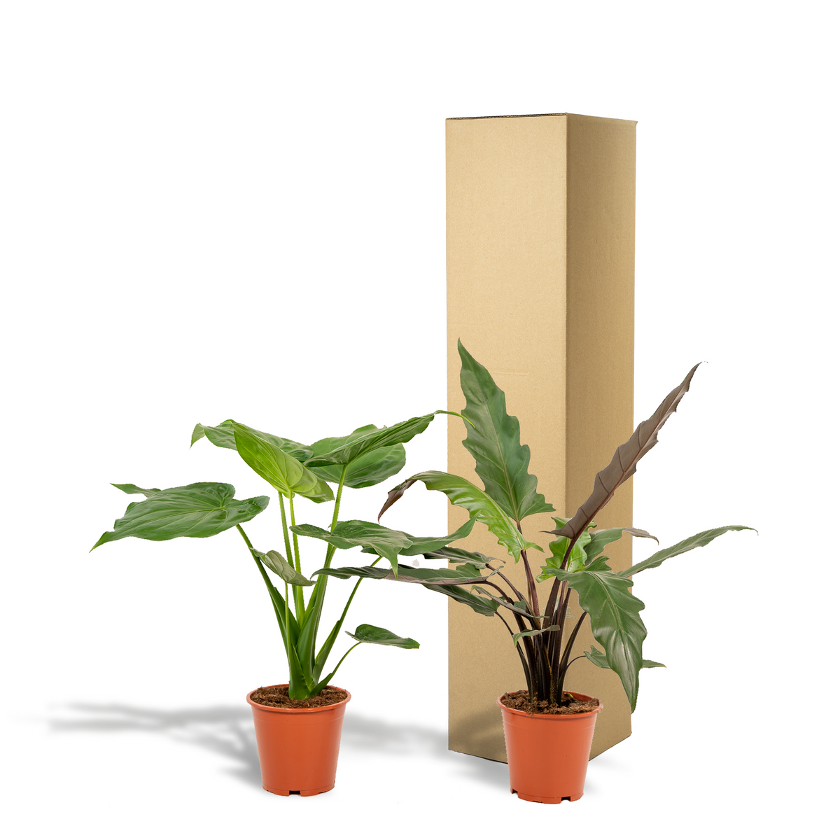 Detailfoto van Alocasia Cucullata + Alocasia Lauterbachiana