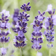 Lavandula &