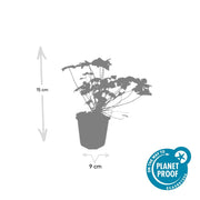 Geranium &