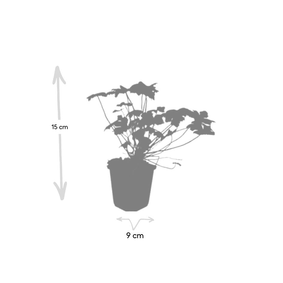 Geranium 'Tiny Monster', kenmerkend blad