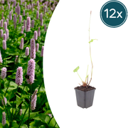 Persicaria aff. &