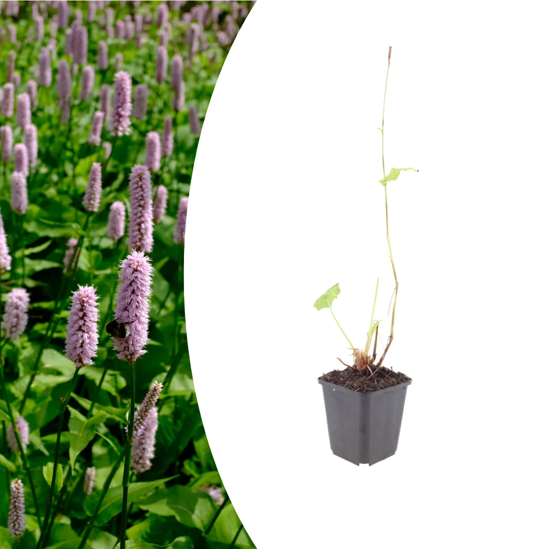 Persicaria aff. 'Superba', detail van het blad