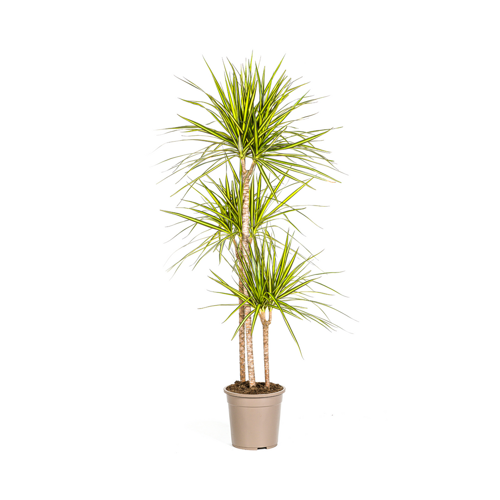Dracaena Marginata Sunray, plant in pot