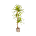 Dracaena Marginata Sunray, plant in pot
