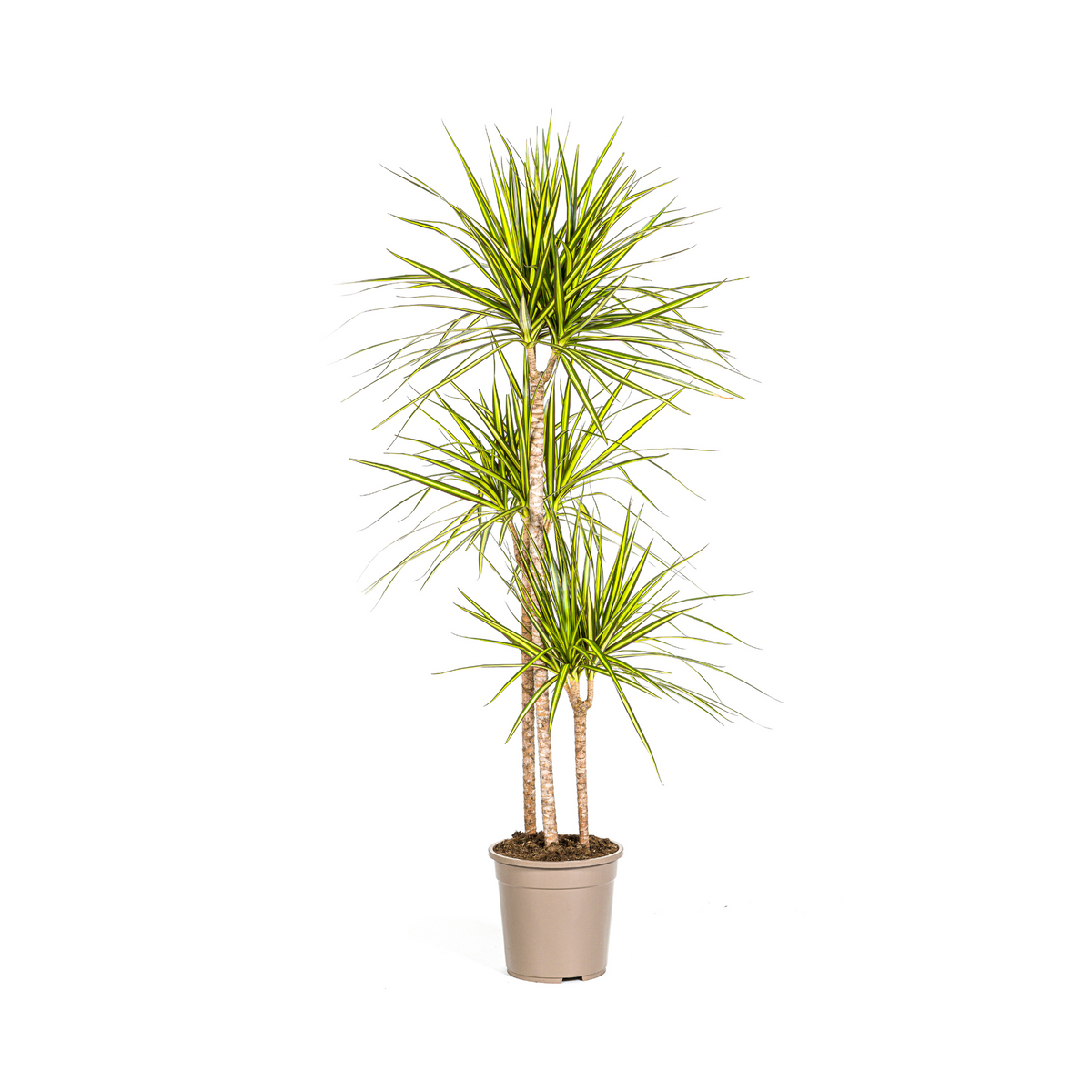 Dracaena Marginata Sunray, plant in pot