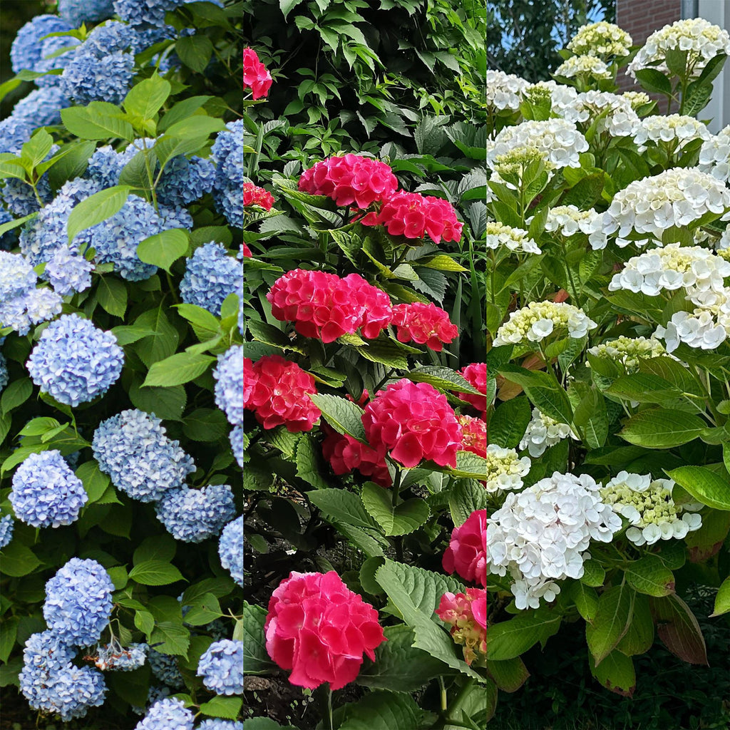Hydrangea macrophylla Tricolour, kenmerkend blad