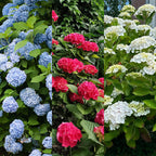 Hydrangea macrophylla Tricolour, kenmerkend blad