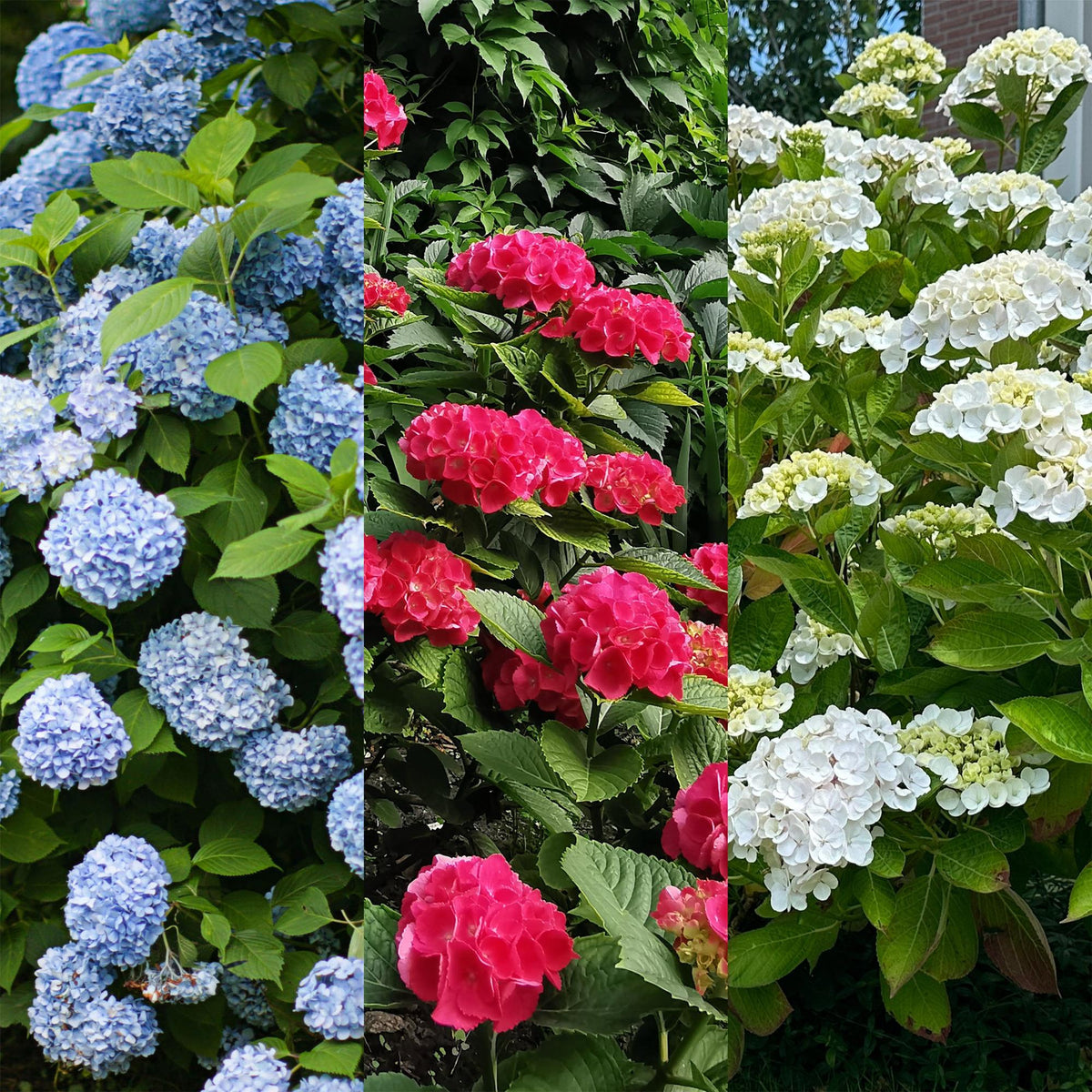Hydrangea macrophylla Tricolour, kenmerkend blad