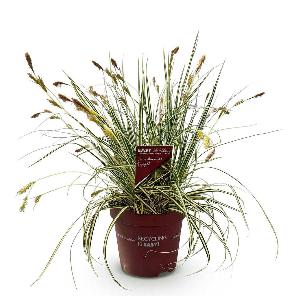 Carex oshimensis Evergold, detail van het blad