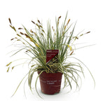 Carex oshimensis Evergold, detail van het blad