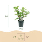 Hydrangea panniculata Wims Red, groene bladeren