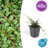 48x Cotoneaster pr. 'Streib's Findling'