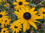 Rudbeckia fulgida 'Goldsturm', gezonde plant