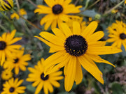 24x Rudbeckia fulgida &