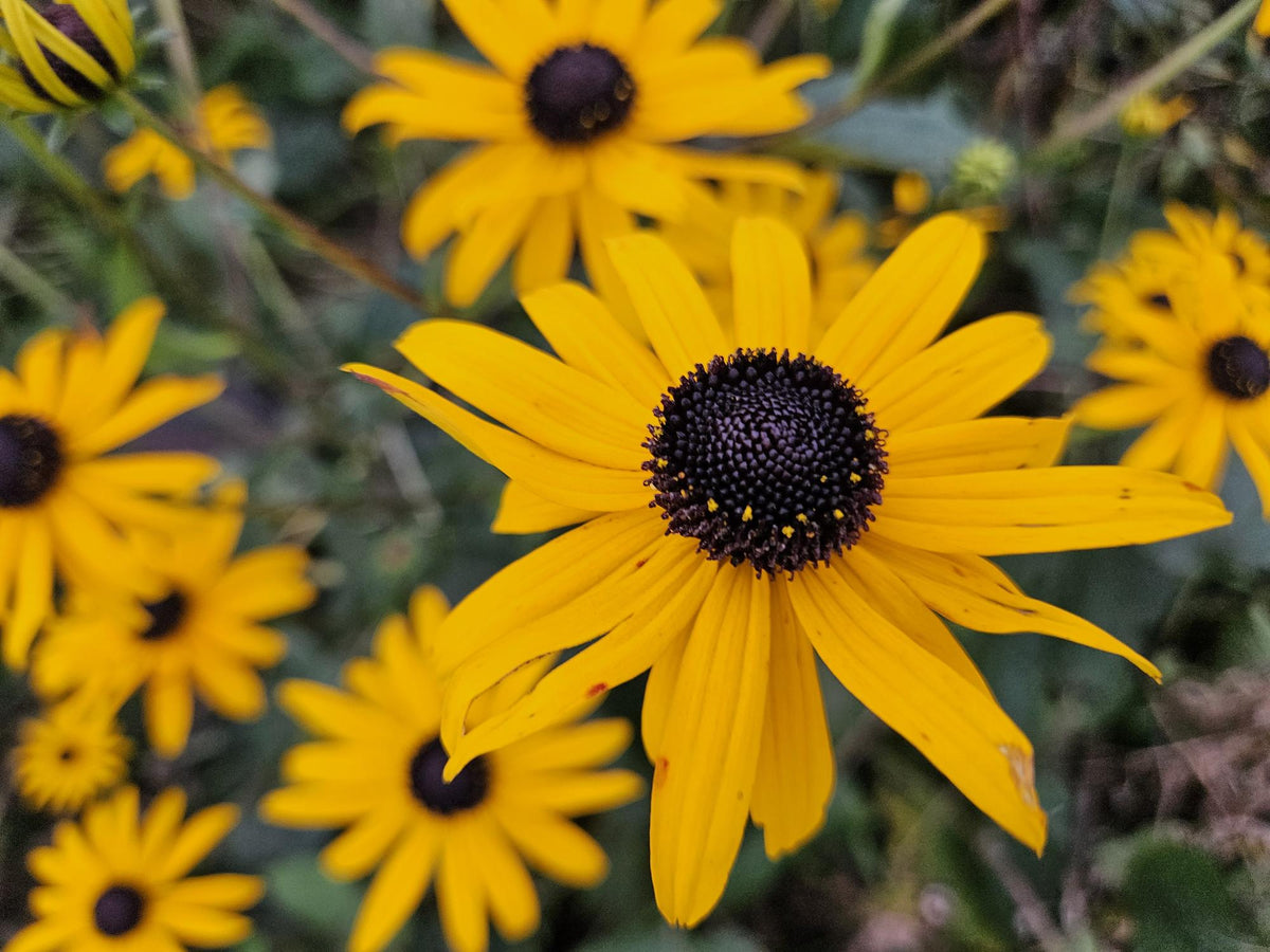 Rudbeckia fulgida 'Goldsturm', gezonde plant