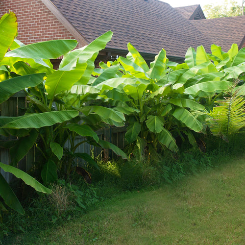 Bananenplant Musa Basjoo, 40 cm hoog, plant in pot