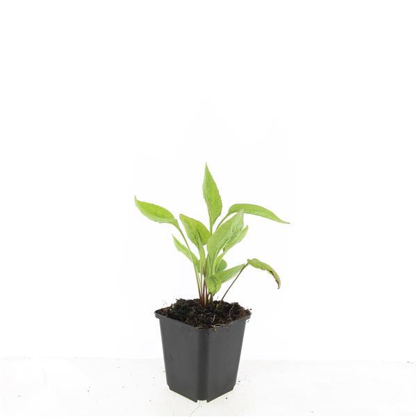 Echinacea p. 'White Swan', kenmerkend blad