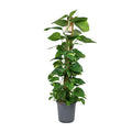 Productfoto van Scindapsus Epipremnum