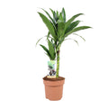 Productafbeelding van Pureplant