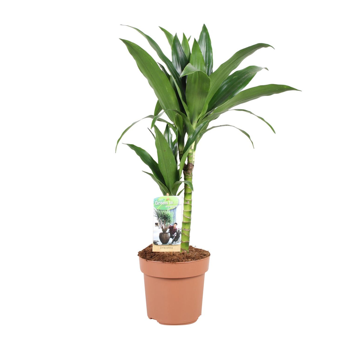 Productafbeelding van Pureplant