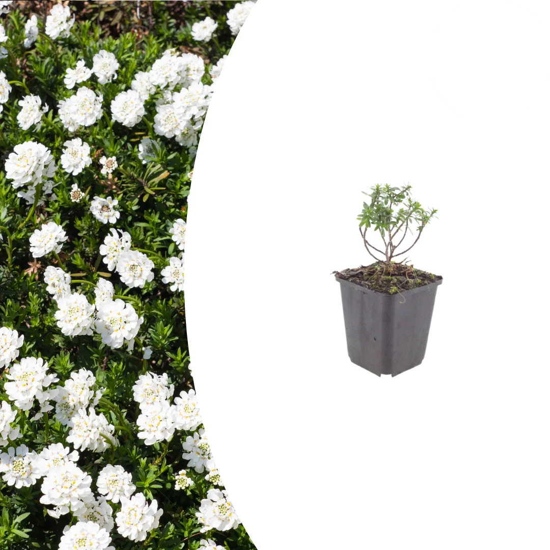 Iberis semp. 'Schneeflocke', kenmerkend blad