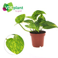 Productfoto van Epipremnum Aureum