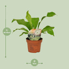 Detailfoto van Asplenium Nidus