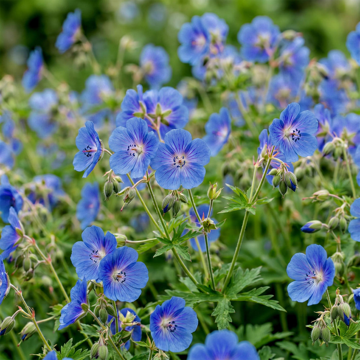 Ooievaarsbek Johnson's Blue, met blauwe bloemen, groene bladeren