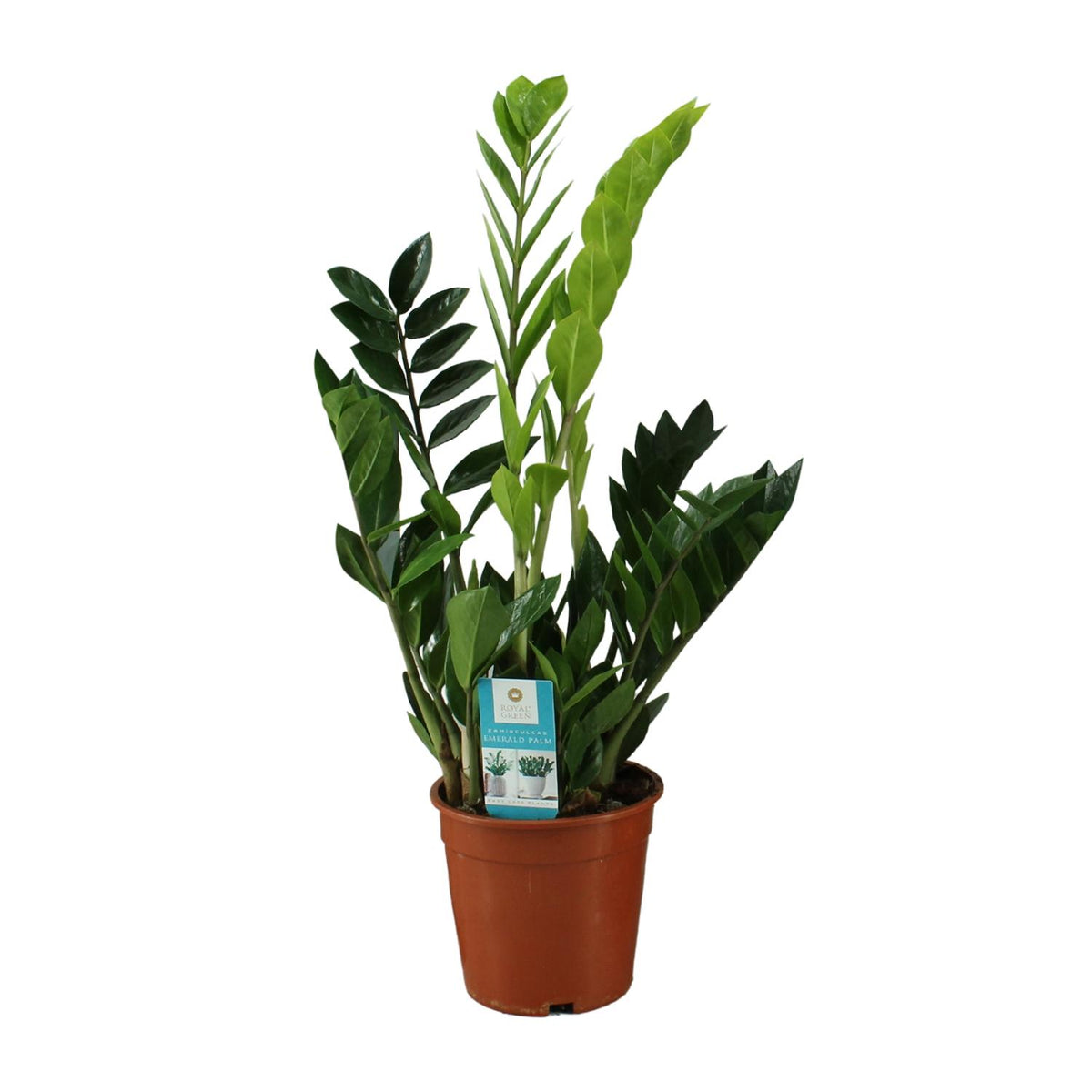 Productfoto van Zamioculcas Zamiifolia
