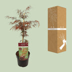 Detailfoto van Acer palm. 'Garnet'