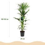 Howea Forsteriana, groene bladeren