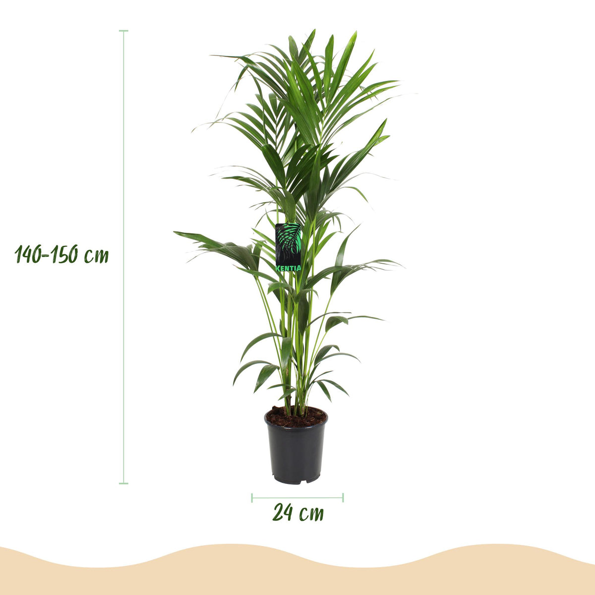 Howea Forsteriana, groene bladeren