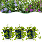 Vinca minor tricolour - driekleurige maagdenpalm, plant voor binnen