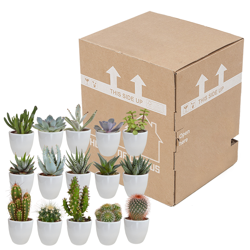 Detailfoto van Cactus en vetplanten mix | 15 stuks - in witte pot