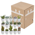 Detailfoto van Cactus en vetplanten mix | 15 stuks - in witte pot